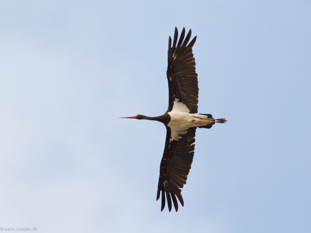 Sort Stork