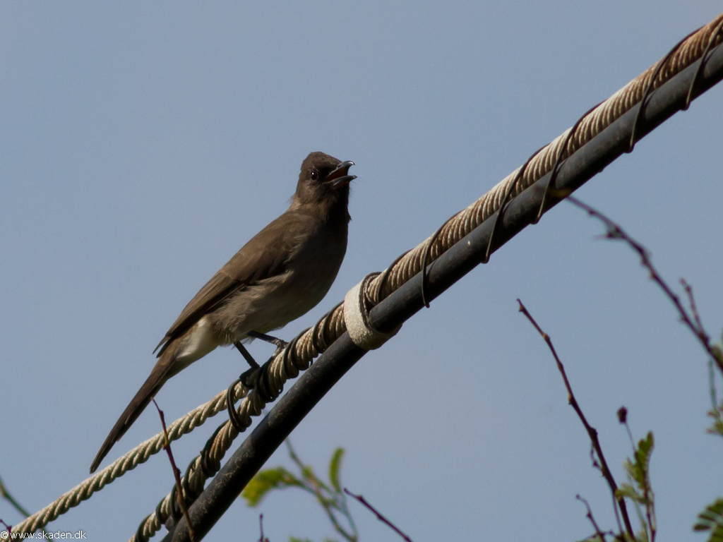 Berberbulbul