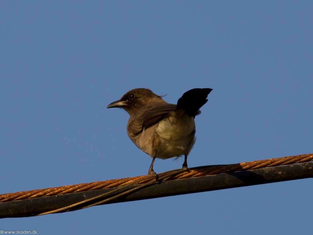 Berberbulbul