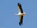 Hvid stork