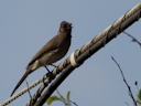 Berberbulbul