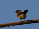 Berberbulbul